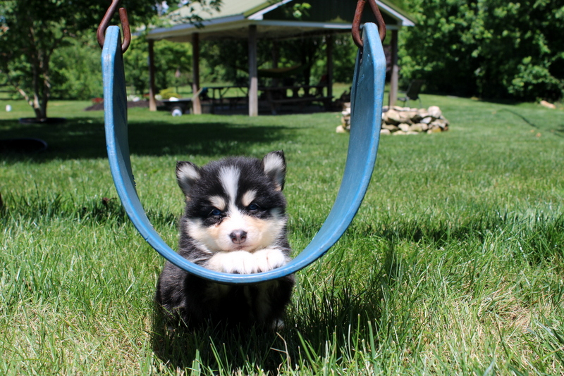 puppy, for, sale, Pomsky, Matthew B. Stoltzfus, dog, breeder, Gap, PA, dog-breeder, puppy-for-sale, forsale, nearby, find, puppyfind, locator, puppylocator, aca